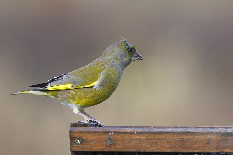 Verdone (Carduelis chloris)